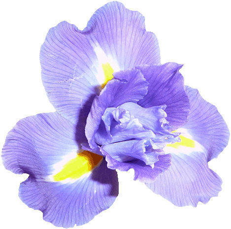 Adhésif décoratif Goudeau Iris, 47,5 po x 48 po