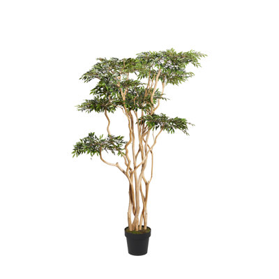 7' Sandblasted Ruscus in Black Nursery Pot