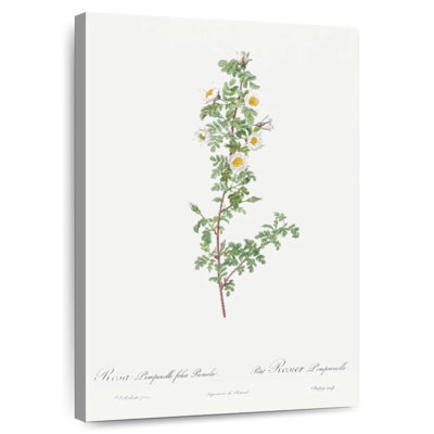 Harnek Burnet Rose Rosa Pimpinellifolia Pumila de Les Roses