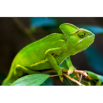 Green Chameleon by Gaschwald - Wrapped Canvas Print