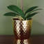 Plant-107235547