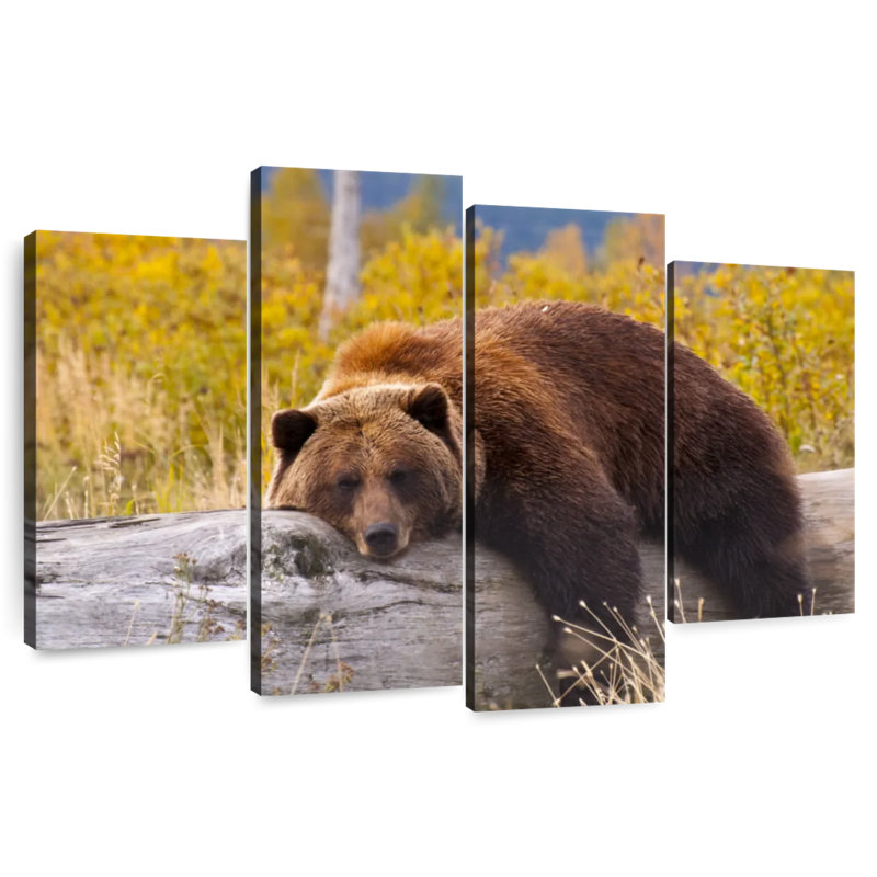 Brampt Resting Grizzly Bear, 22" H x 36" W