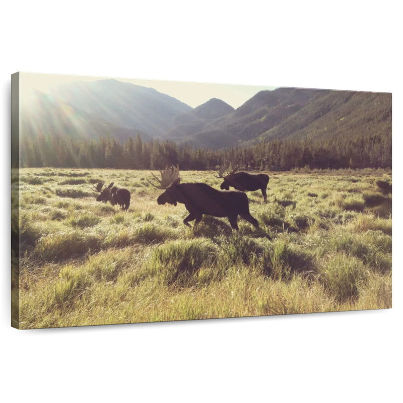 Brampt Three Bull Moose