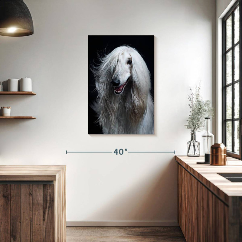 Brampt Long Haired Afghan Hound, 36" H x 24" W