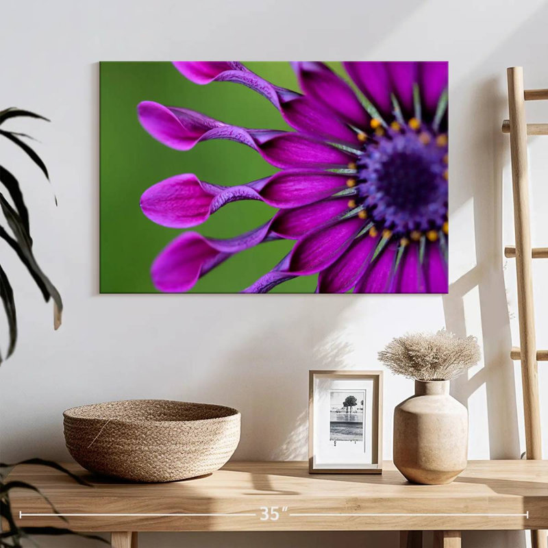 Marguerite mauve exotique Harnek, H 20 po x l 30 po