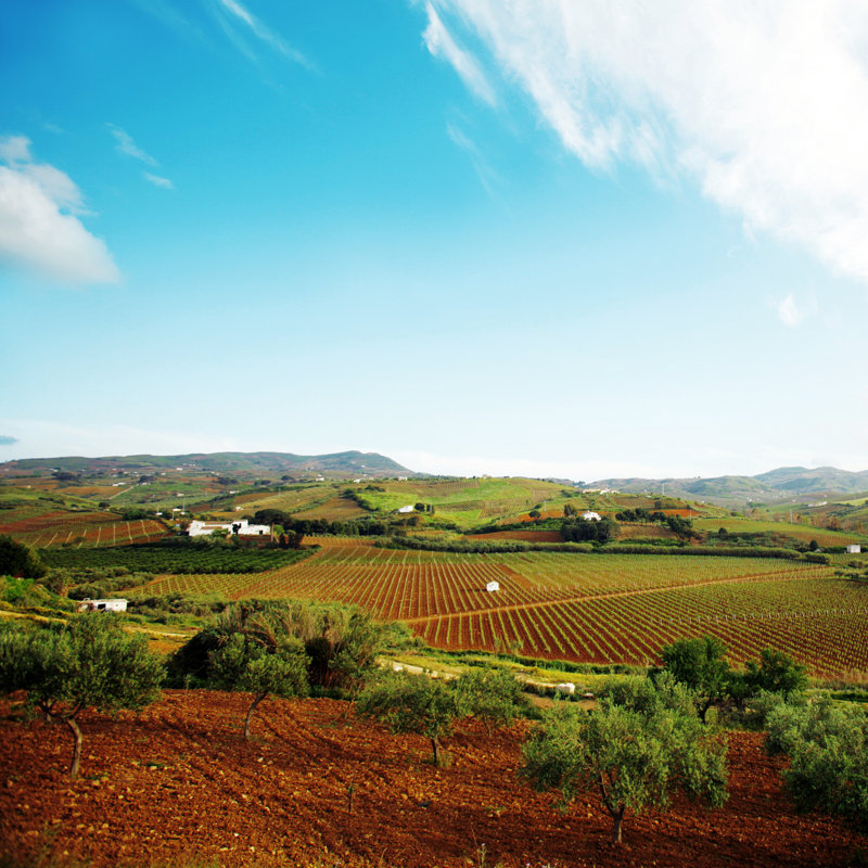 Vineyards And Olive Tree by Peeterv - Wrapped Canvas Print, 76cm H x 76cm W x 3.8cm D