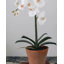 Faux Orchid in Terracotta Pot 19"