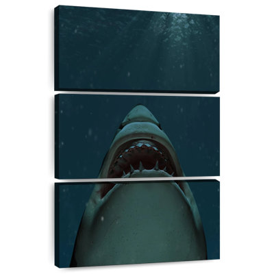 Mâchoires du grand requin blanc
