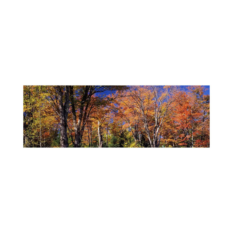 Trees In Autumn, Vermont, USA - Wrapped Canvas Panoramic Print, 30.48 cm H x 91.44 cm W x 1.91 cm D