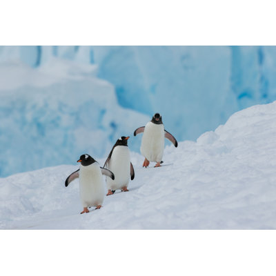 Penguins - Photographie sur toile tendue