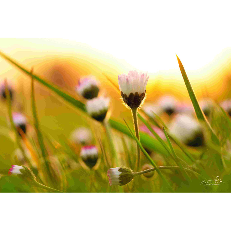 Marguerite au coucher du soleil, H 8 po x l 12 po, Non, Toile tendue