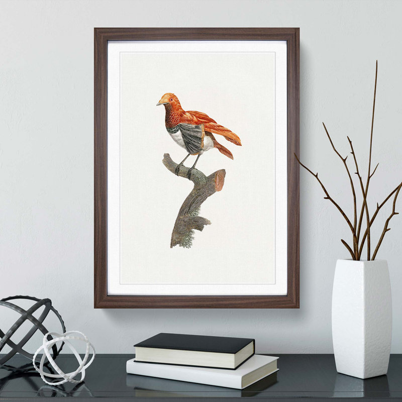 A King Bird Of Paradise by Jacques Barraband - Single Picture Frame Painting, Walnut Framed, 63cm H x 45cm W x 2cm D