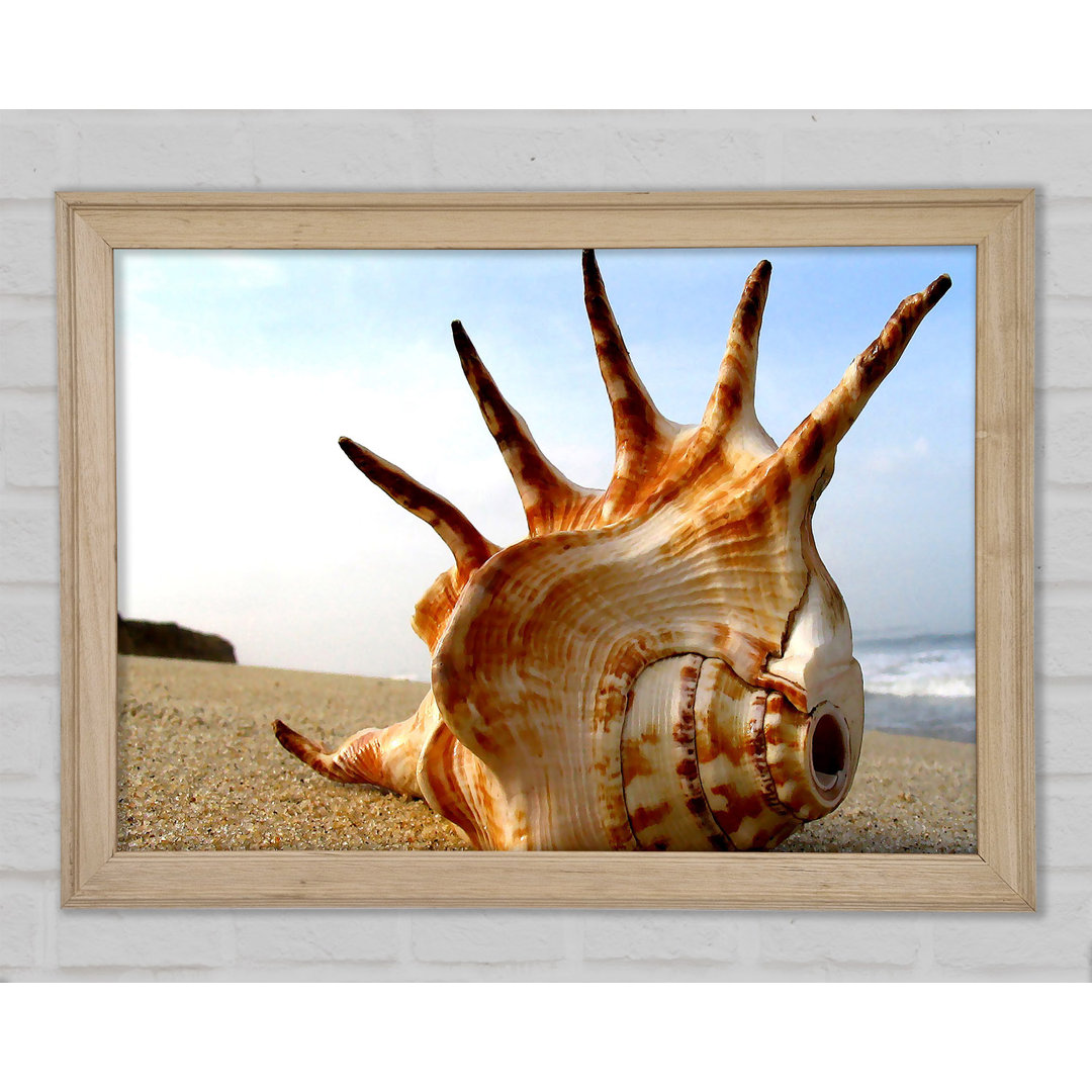 Gerahmter Fotodruck Whelk Shell On The Beach