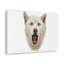 «Husky sibérien» amusant avec art mural-2054652498