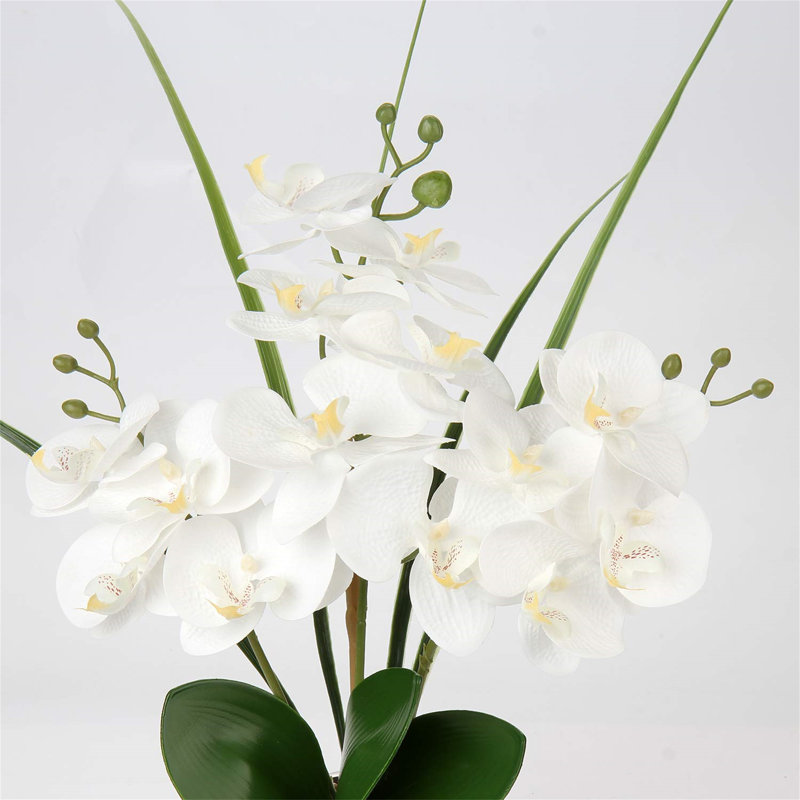 Haffner Arrangement