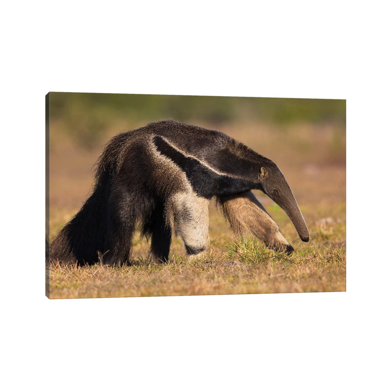 «Giant Anteat Profile» par Mogens Trolle - Photographie sur toile tendue, H 18 po x l 26 po x P 1,5 po