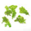 Faux Moss Plant-396251763