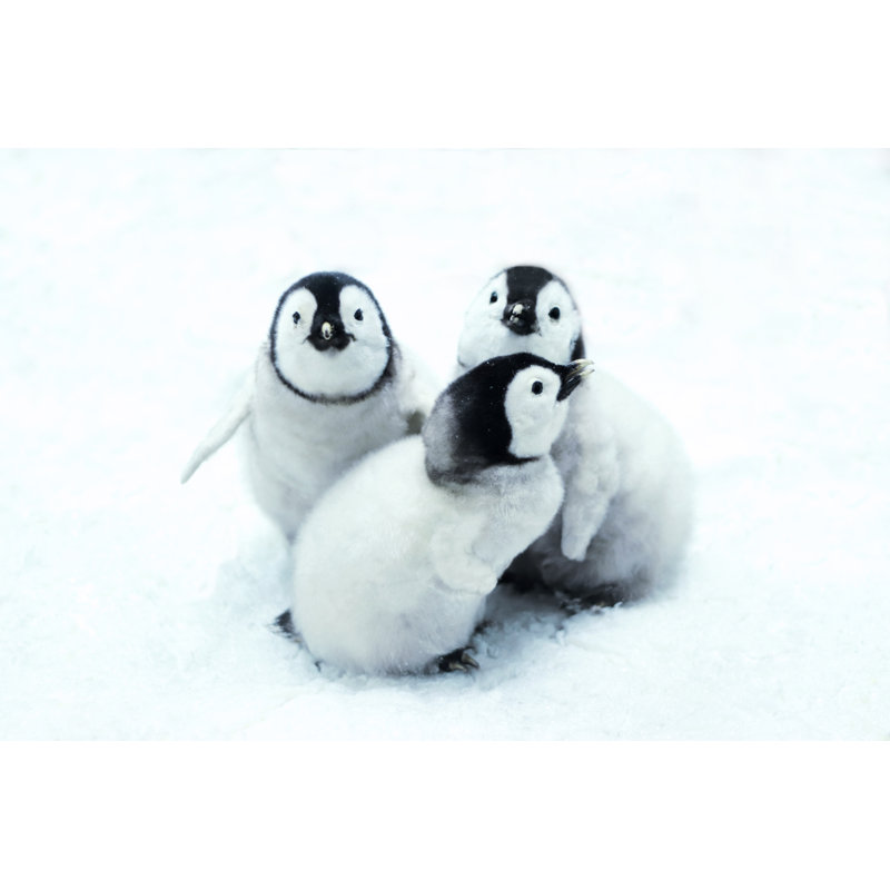 Emperor Penguin Chicks by Gabriele Grassl - Wrapped Canvas Print, 51cm H x 76cm W