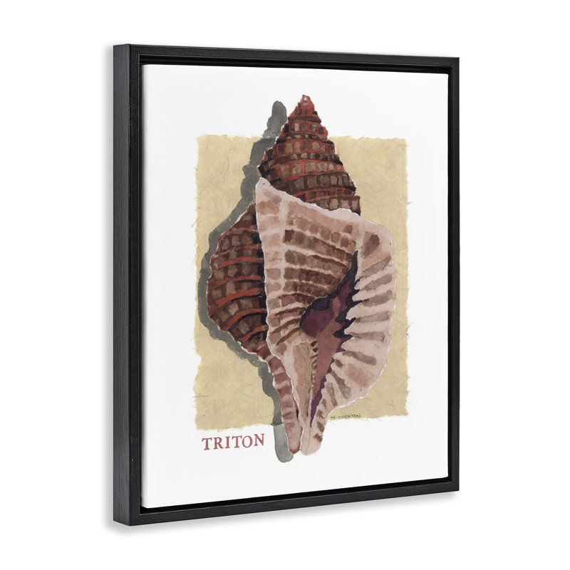 Cadre flottant Nautical Triton Shell, design par Nancy Overton, Cadre flottant noir de jais, H 21 po x l 17 po