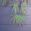 100cm Faux Foliage Plant