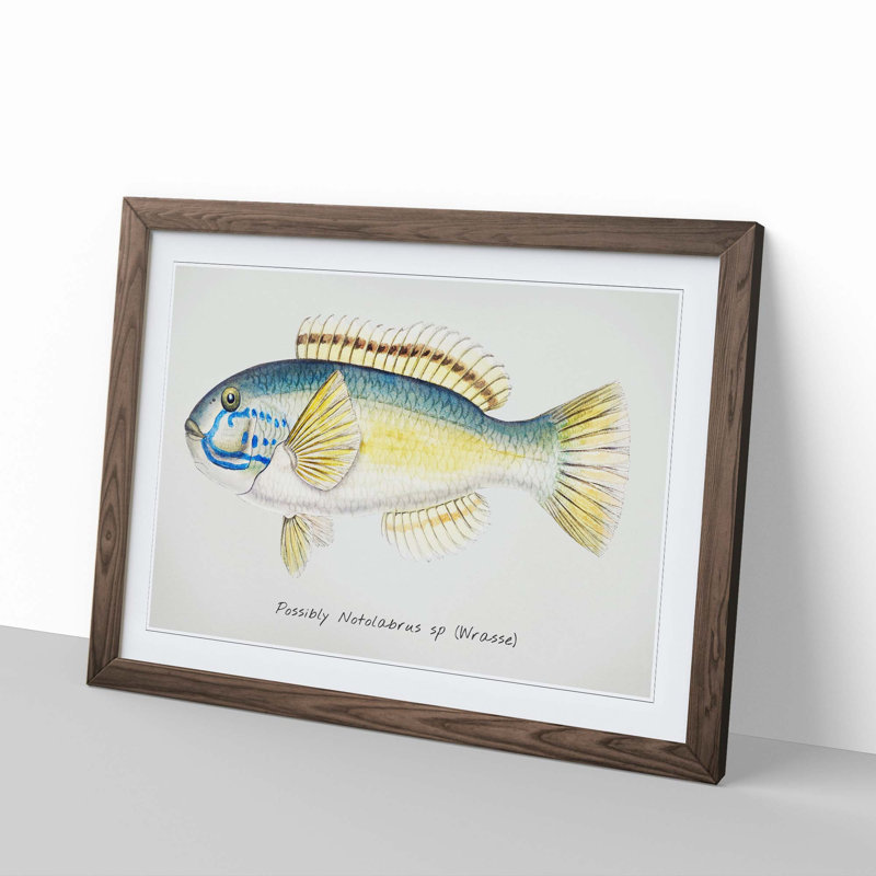 An Illustration Of A Wrasse Fish by F.E. Clarke Framed Print, Walnut Framed, 24cm H x 33cm W x 2cm D