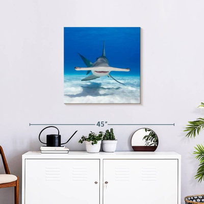 Brampt Hammerhead Shark Swimming