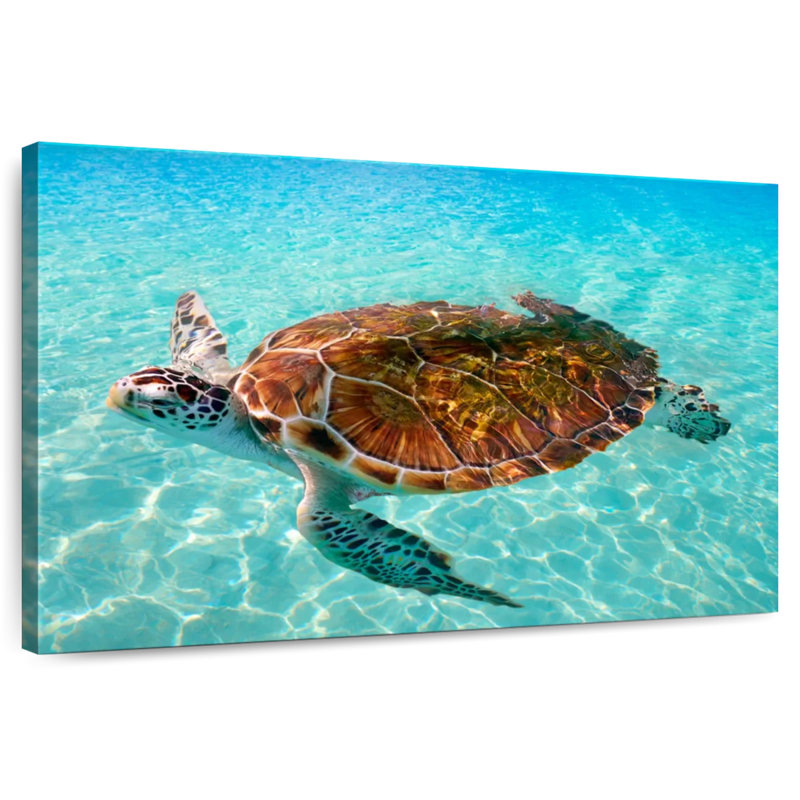 Brampt Cancun Beach Turtle, 8'' H X 12'' W