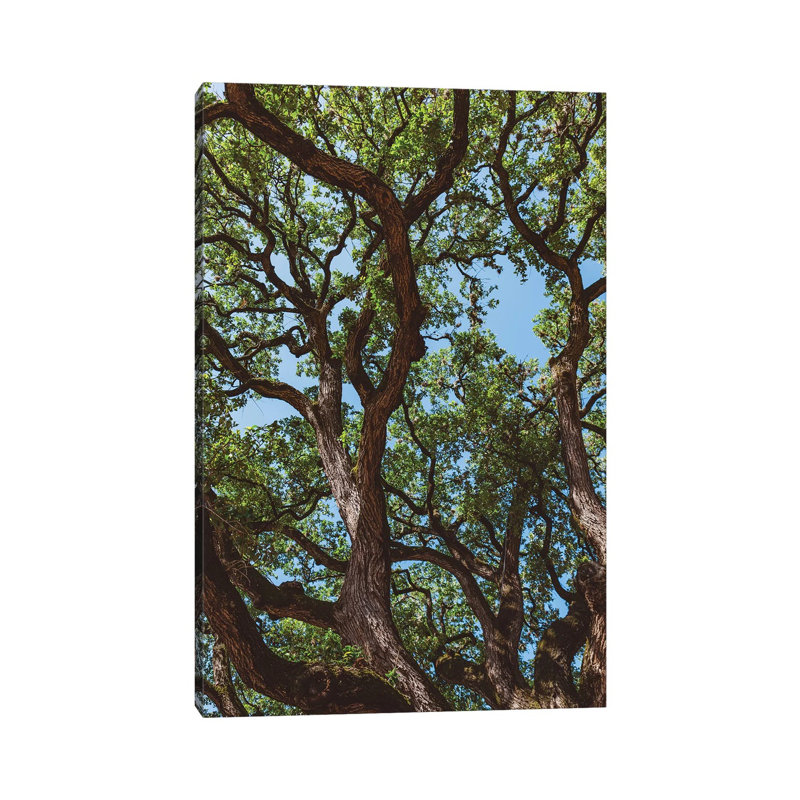 Texas Cottonwoods 1 Piece Wall Art on Canvas, 45.72cm H x 30.48cm W x 1.91cm D, Wrapped Canvas