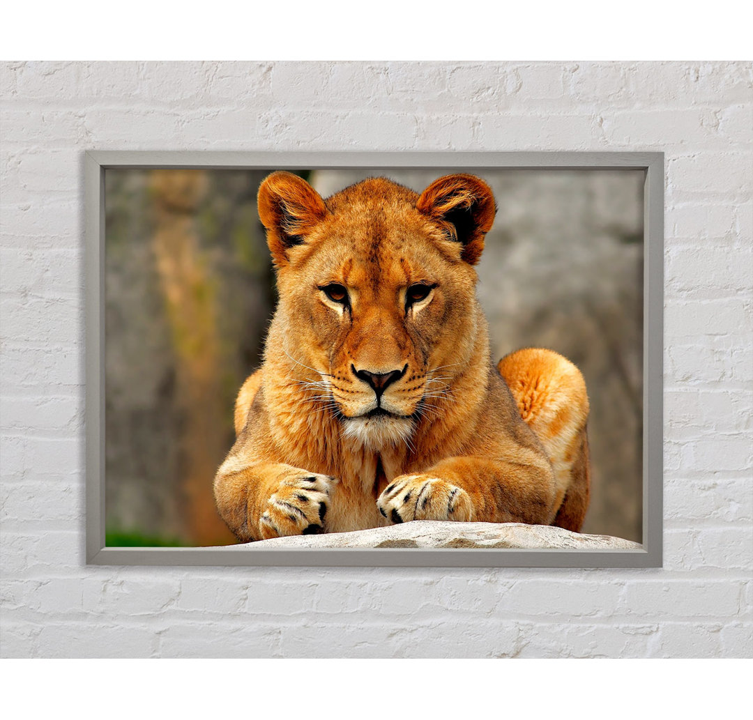 Lioness Watch Gerahmter Druck