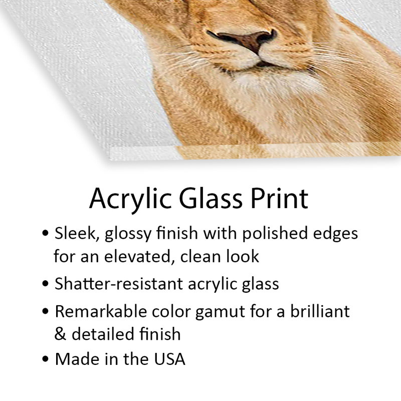 Lionne, impression sur verre acrylique, H 24 po x l 24 po x P 0,25 po