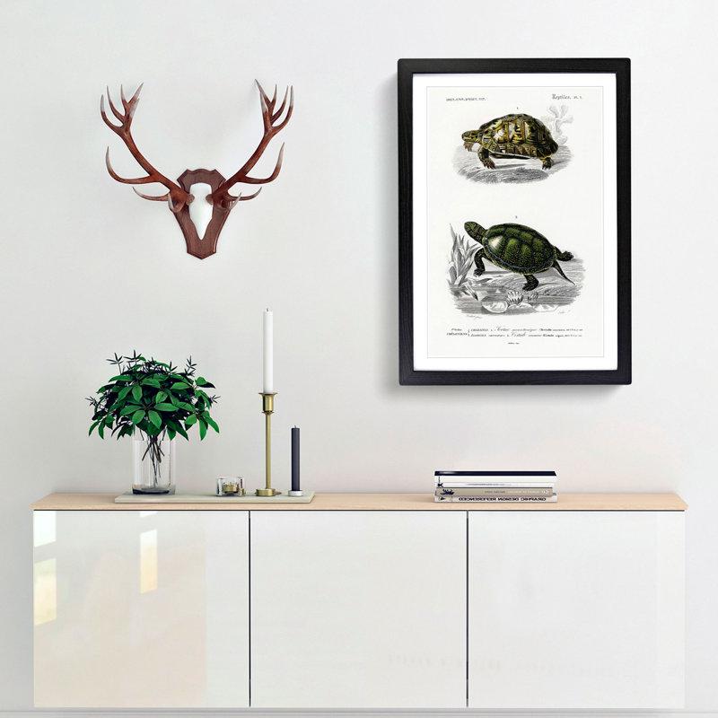 Tortoise & Turtle Illustrations PL. 1 by Charles d' Orbigny - Picture Frame Painting Print, 65cm H x 48cm W x 2cm D
