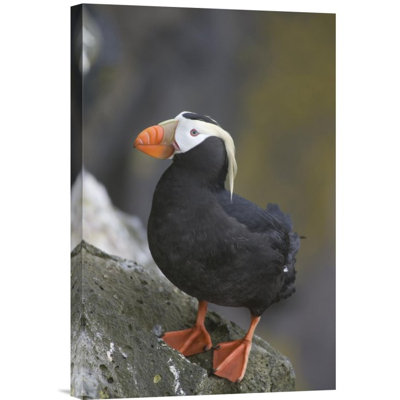 " Tufted Puffin "