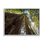 Grands arbres regardant vers le haut la forêt naturelle par Aaron Matheson - photographie
