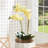 Phalaenopsis Orchid Drop-In – 23", Yellow