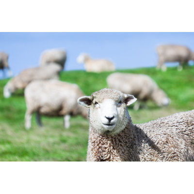 Sheeps by GoodOlga - Wrapped Canvas Print