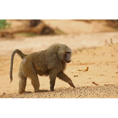 Duain " Kenya 2015 "