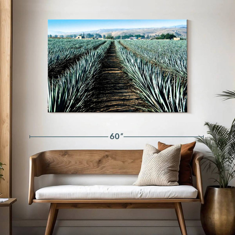 Agave Alvord Farm, H 32 po x l 48 po