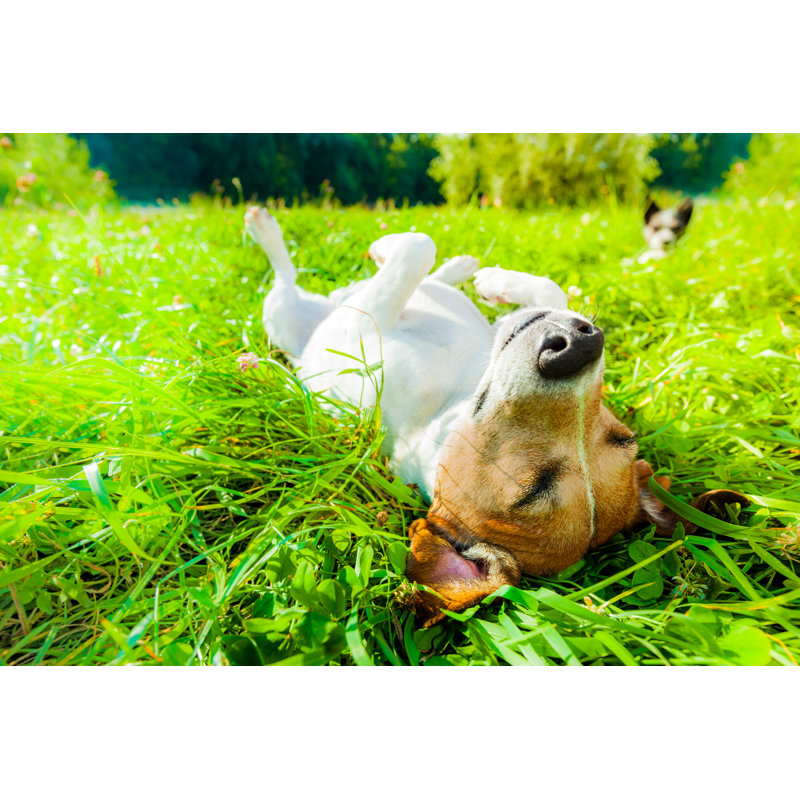 Dog Siesta At Park by Damedeeso - Wrapped Canvas Print, 30cm H x 46cm W x 3.8cm D