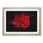 Red Rose In The Shadows - Picture Frame Graphic Art-56876124-56876118