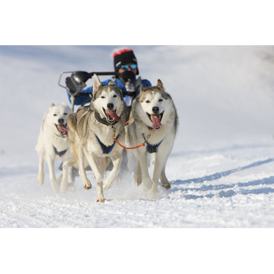Sled Dog Race - Wrapped Canvas Print