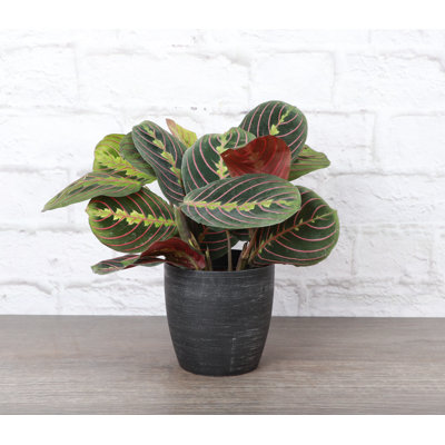 Live Red Prayer Plant in Classic Pot