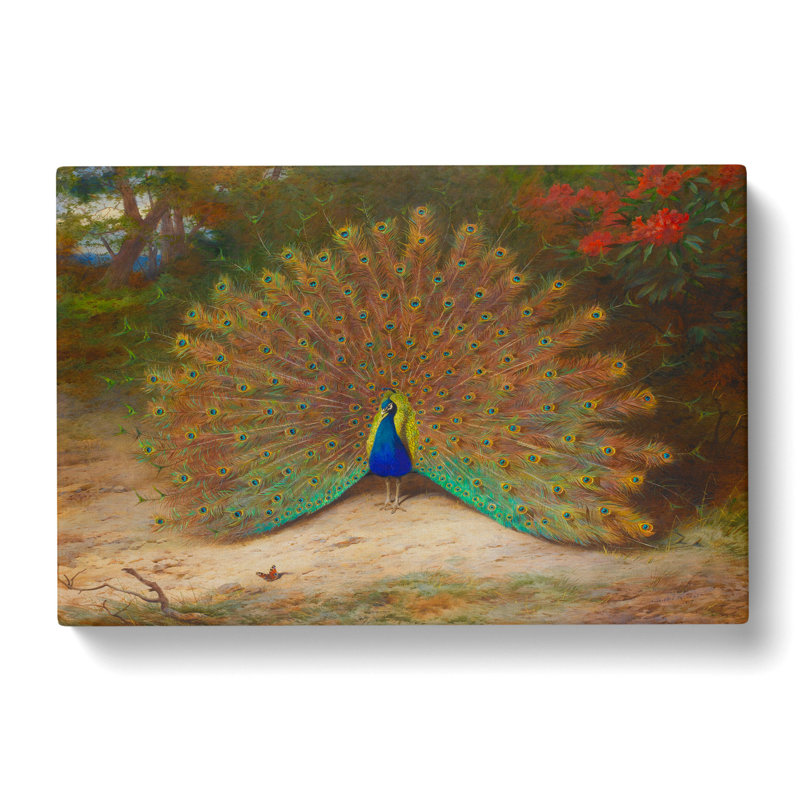 Peacock by Archibald Thorburn - Wrapped Canvas, 35cm H x 50cm W x 3cm D