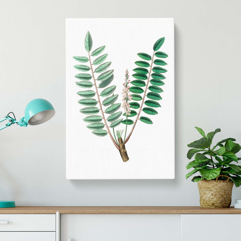 Indian Frankincense Flowers Illustration - Wrapped Canvas, 60cm H x 40cm W x 3cm D