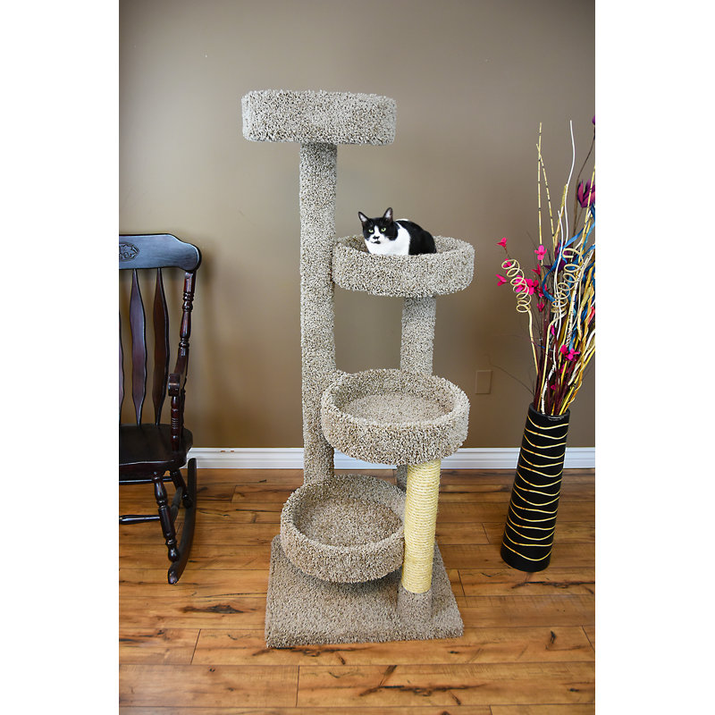 61 "New Cat Condo