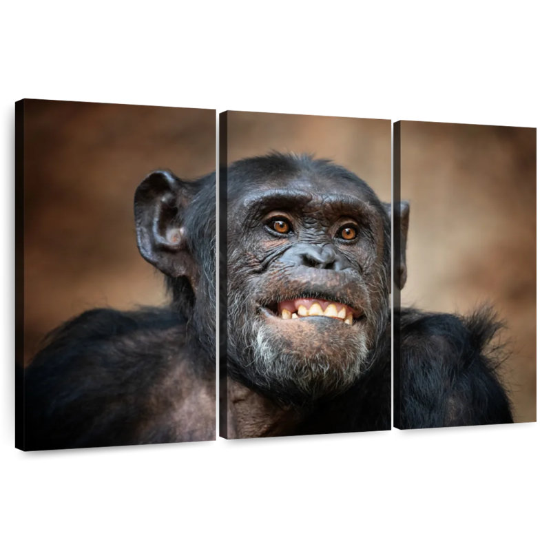 Funny Chimpanzee