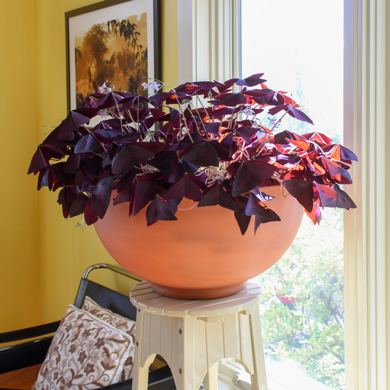 Metal Pot Planter, Burnt Sienna, 10" H x 20" W x 20" D