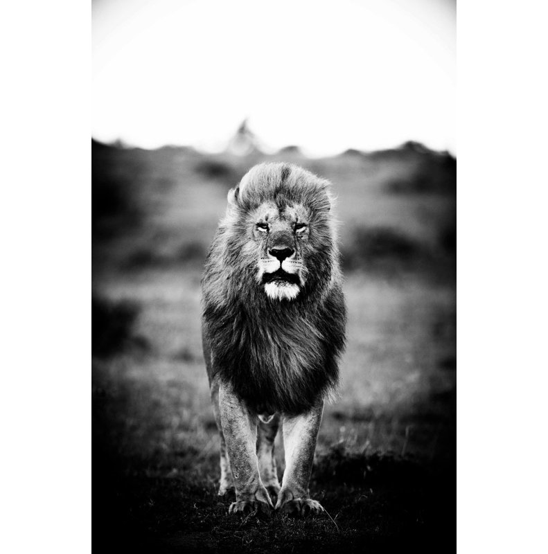A Lions Portrait - No Frame Rectangle Print, Black Frame, 120cm H x 80cm W x 10cm D