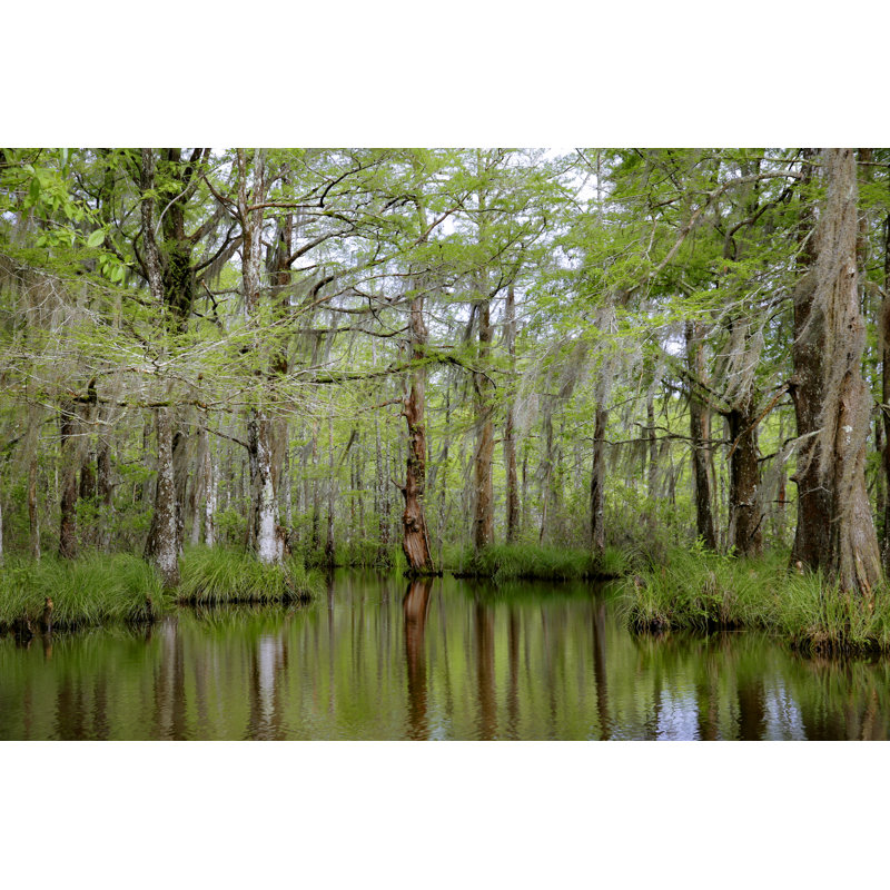 Cypress Trees by Katie Dobies - No Frame Print on Canvas, 81cm H x 122cm W