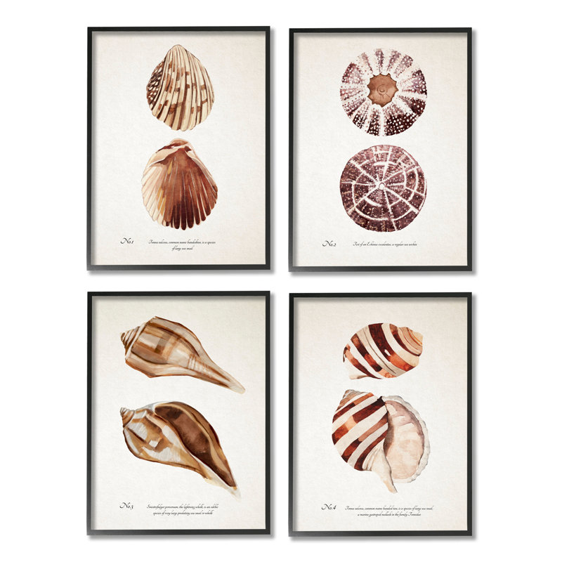 Elegant Beach Seashells Exquise Marine Life4pcAnnie Warren, Giclée encadrée noir minuit, H 11 po x l 14 po