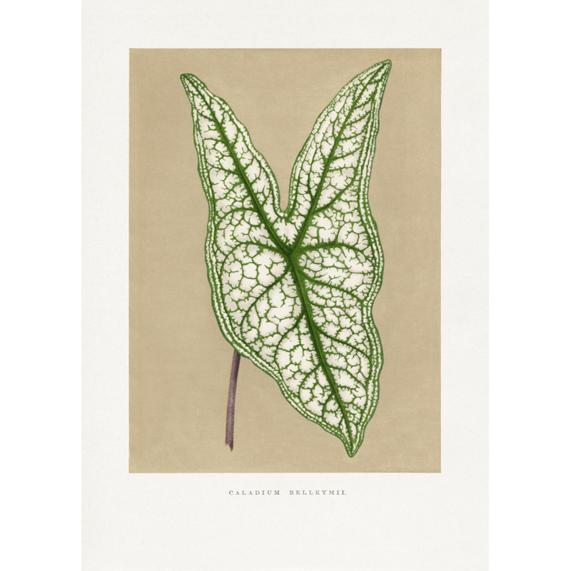 Wrapped Canvas Print, 91.44 cm H x 60.96 cm W